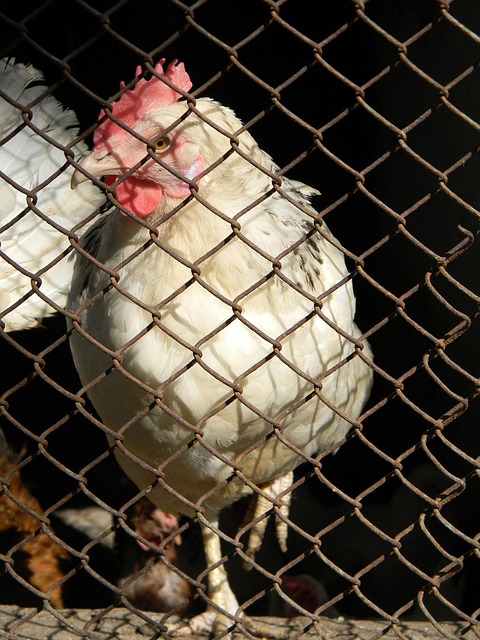 春亚泰阵中 春亚泰阵中